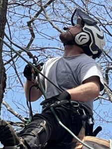 A close-up of an arborist in a tree wearing a helmet and safety harness for Maine Tree Guy LLC in Auburn, ME.