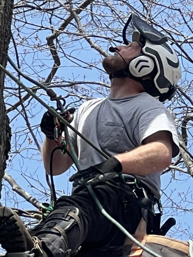 A close-up of an arborist in a tree wearing a helmet and safety harness for Maine Tree Guy LLC in Auburn, ME.