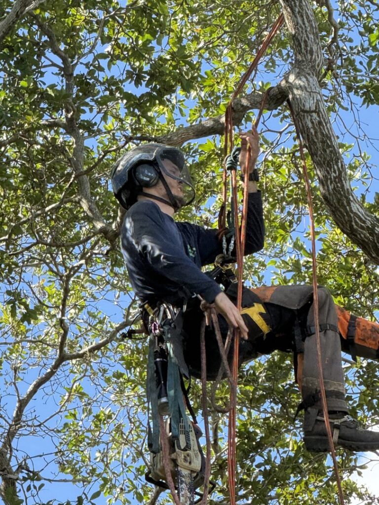 An arborist in full safety gear, including helmet and harness, suspended in a tree, performing work for OnTop Tree Service in Miami, FL