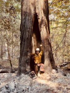 An arborist from Wild Roots Arborist smiling inside a hollowed-out, burnt tree trunk with a chainsaw nearby in Fayetteville, AR.