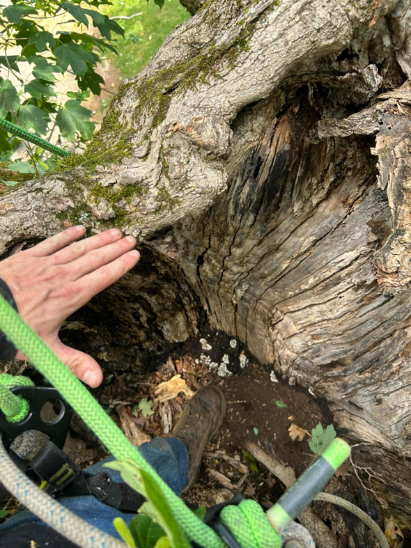 A close-up of an arborist's hand and foot inspecting a hollow tree trunk for 865 Tree Care in Knoxville, TN.