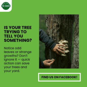 An arborist inspecting fungal growth on a tree trunk for health assessment by Payne County Tree Service in Stillwater, OK.