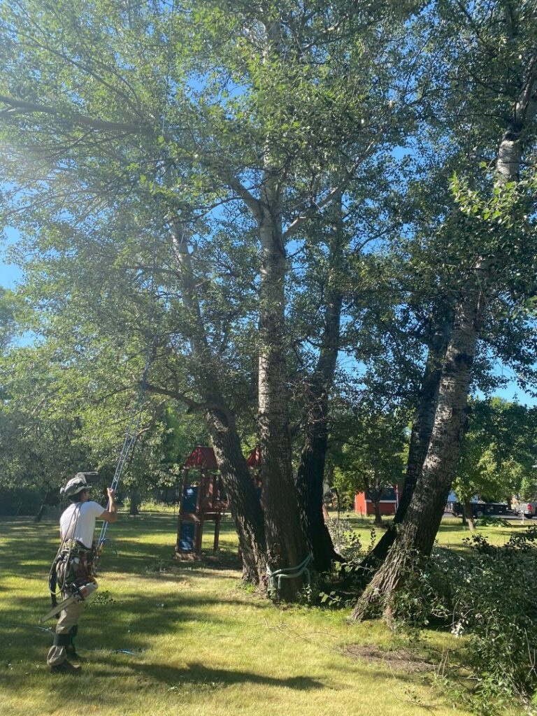 An arborist from Slim's Tree Care inspecting a large tree with cut branches on the ground, preparing for or after tree work in West Fargo, ND.