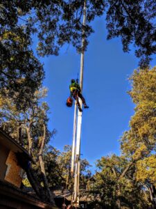 An arborist being lifted by a crane into a tree for service by Lone Star Arborists in Jackson, MS