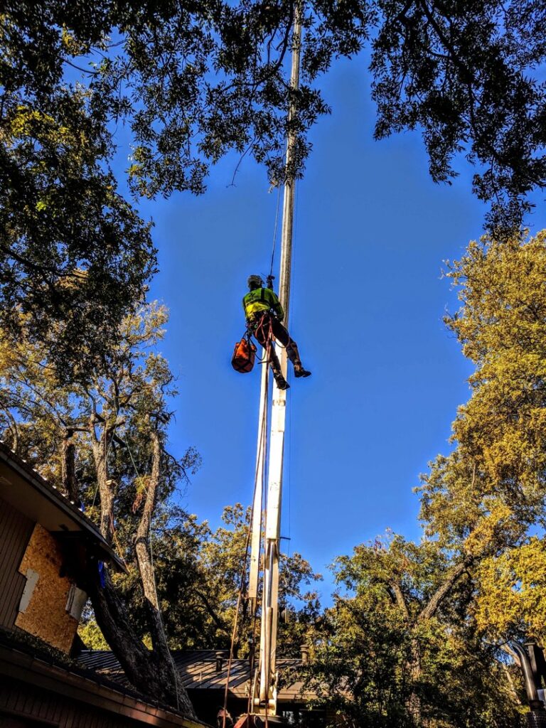 An arborist being lifted by a crane into a tree for service by Lone Star Arborists in Jackson, MS