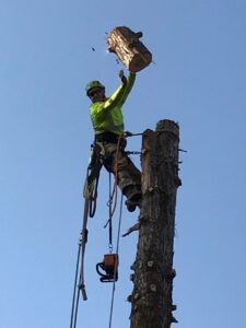 An arborist in safety gear on a tree trunk, carefully lifting a cut log section during tree removal by Nexus Tree Solution's in Sacramento, CA