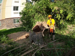 An arborist from Tapson's Tree Service in Boise, ID, standing next to a large tree stump after removal.