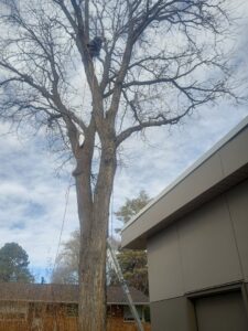 An arborist on a ladder, secured with ropes, performing tree work high in a bare tree for Arbor Services in Fort Myers, FL
