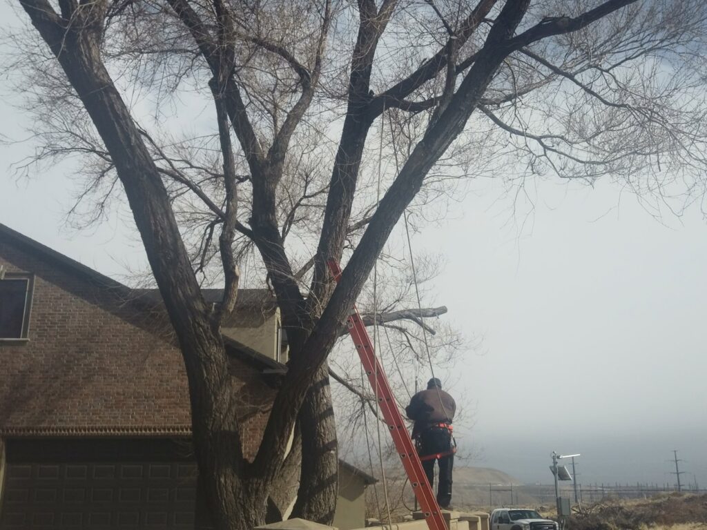 An arborist on a ladder, secured with ropes, actively trimming a tree for Arbor Services in Fort Myers, FL