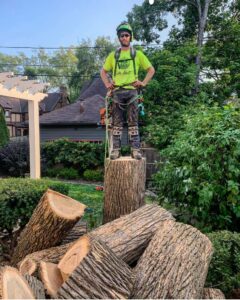 A skilled arborist in safety gear standing on a tree stump, surrounded by cut logs after a tree removal by Lake Forest Tree Service LLC in Milwaukee, WI.