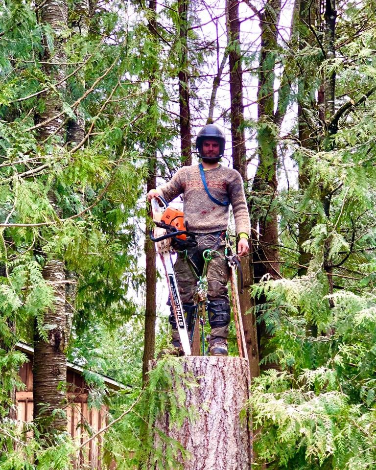 An arborist standing on a tree stump holding a chainsaw after tree removal by David Marrs Trees in Ellensburg, WA.