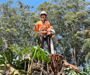 A professional arborist in safety gear standing on a large tree stump with a chainsaw, after completing tree removal for Island Treescape in Ninole, HI.