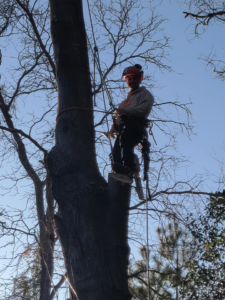 An arborist resting on a tree branch during a tree service job by Lambert's Tree Service in Fayetteville, NC.