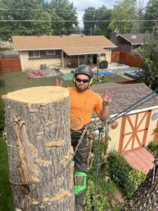 An arborist on a large tree stump after felling, celebrating a successful job by Tall Timbers Tree & Shrub Service in Colorado Springs, CO.