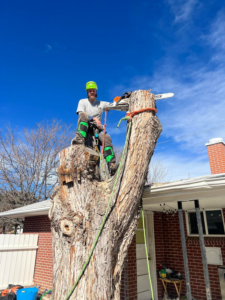 An arborist with a chainsaw standing on a large tree stump after removal by Ice Tree Service LLC in Westminster, CO.