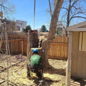 An arborist from Lind Legacy Tree Service working on a tree stump, surrounded by wood chips in Colorado Springs, CO