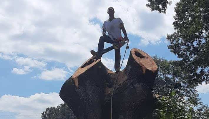 An arborist standing on a large tree stump with a chainsaw, performing tree removal for J.W. Tree Service in Montgomery, AL
