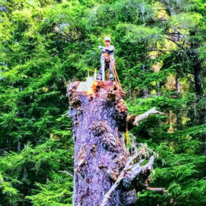 An arborist stands on a large tree stump with a chainsaw, performing tree removal for Precision Tree Care LLC in Wasilla, AK.
