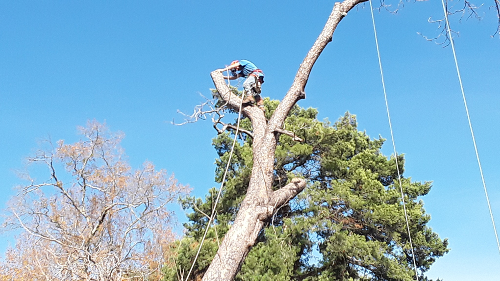 An arborist working on a tree trunk during a removal project for Robinson's Tree Service in Shreveport, LA.