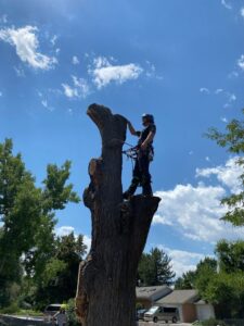 An arborist standing on a partially removed tree trunk, performing tree removal for Parkview Tree Service in Sheridan, WY.