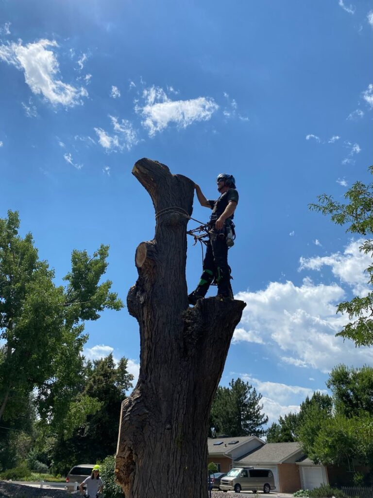 An arborist standing on a partially removed tree trunk, performing tree removal for Parkview Tree Service in Sheridan, WY.