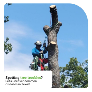 A professional arborist from Lemon Tree Service secured with ropes on a partially removed tree trunk in Irving, TX.