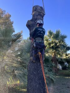 An arborist from Tempe Tree Service Pros climbing a palm tree to perform removal services in Tempe, AZ