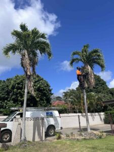 An arborist in a harness actively trimming a palm tree, with a company van nearby, by City Green Care Inc. in Honolulu, HI.