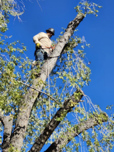 An arborist performing expert tree pruning services high in a tree for Sierra Tree Specialist in Albuquerque, NM.
