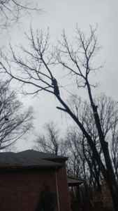 An arborist performing tree removal or heavy trimming on a large tree for Mother Nature & Co in Lexington, KY.