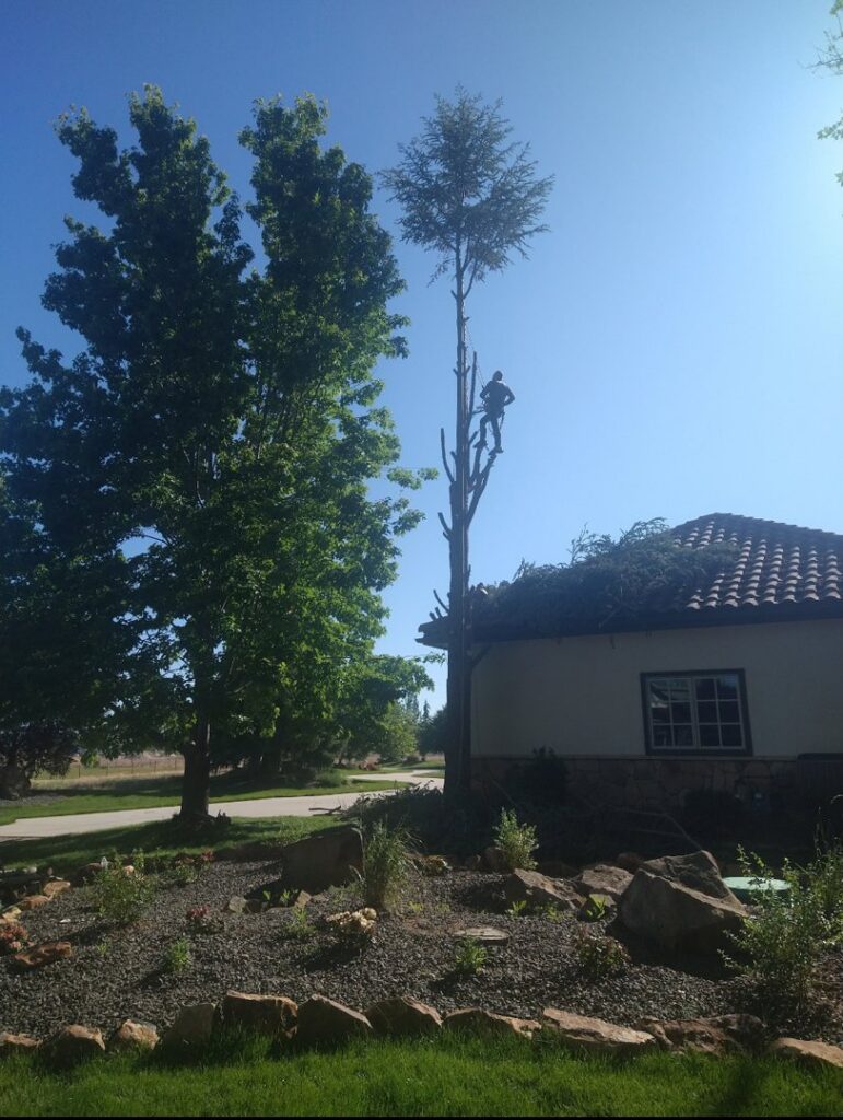 An arborist from Pro Cuts Tree Service performing tree removal services in a residential area of Caldwell, ID.