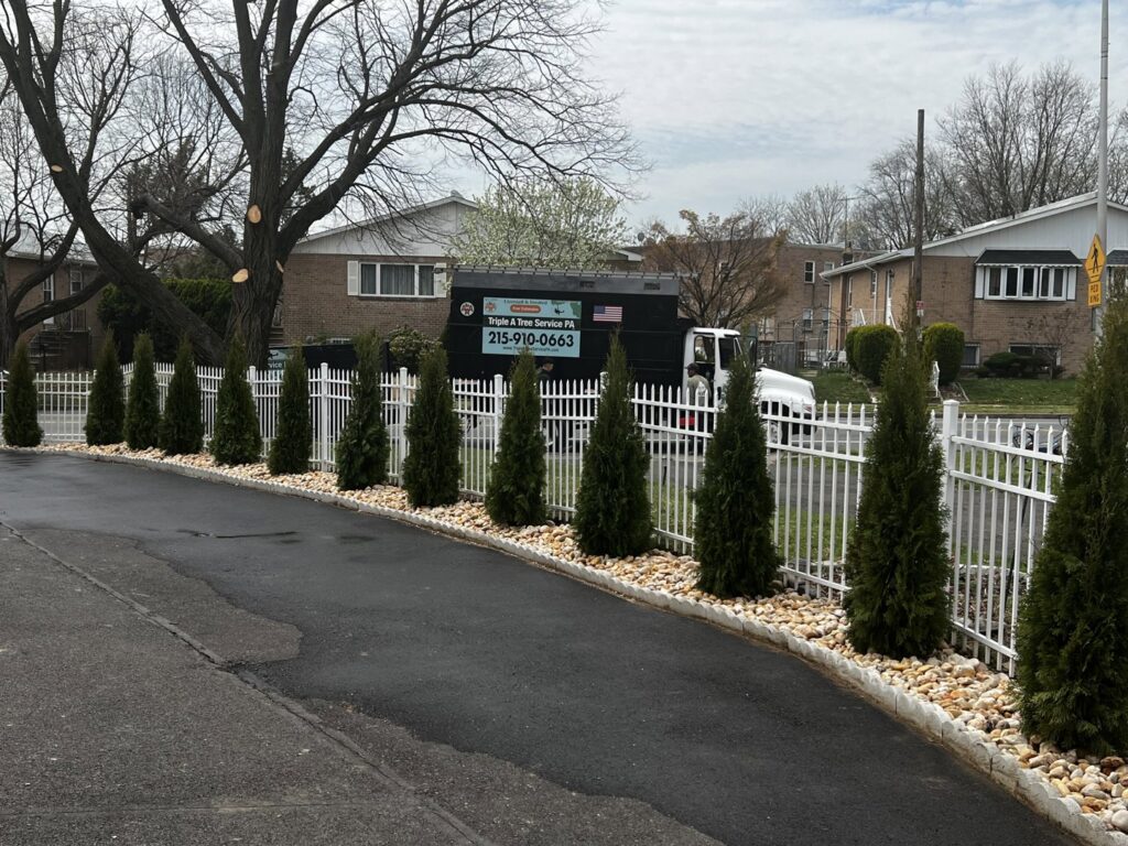 An arborist from Triple A Tree Service PA trimming a tall pine tree in Philadelphia, PA.