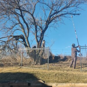 An arborist using a pole saw to prune branches from a large tree for Arbor Aesthetics Tree Service in Omaha, NE.