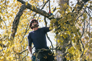 An arborist's point of view from high in a tree, showing climbing ropes and equipment during a Boreal Tree Care job in Anchorage, AK.