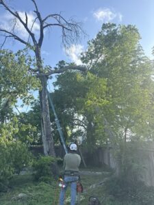 An arborist preparing for dead tree removal with a ladder and chainsaw for Austin Tree Specialists in Austin, TX.
