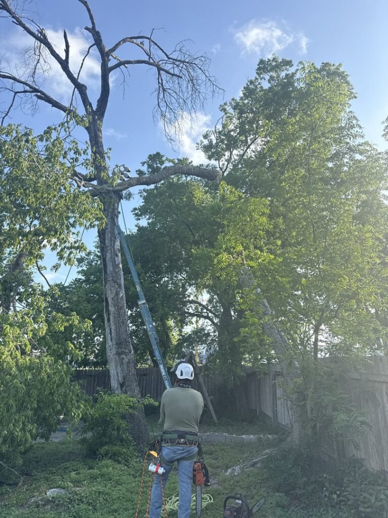 An arborist preparing for dead tree removal with a ladder and chainsaw for Austin Tree Specialists in Austin, TX.