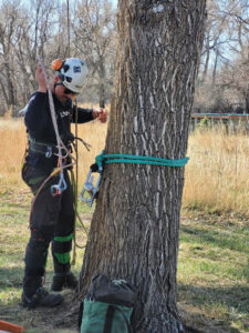 An arborist preparing climbing and safety equipment for tree work with Parkview Tree Service in Sheridan, WY.