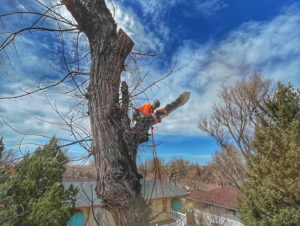 An arborist from Peak Arbor LLC safely pruning a large tree branch in a residential area of Casper, WY.