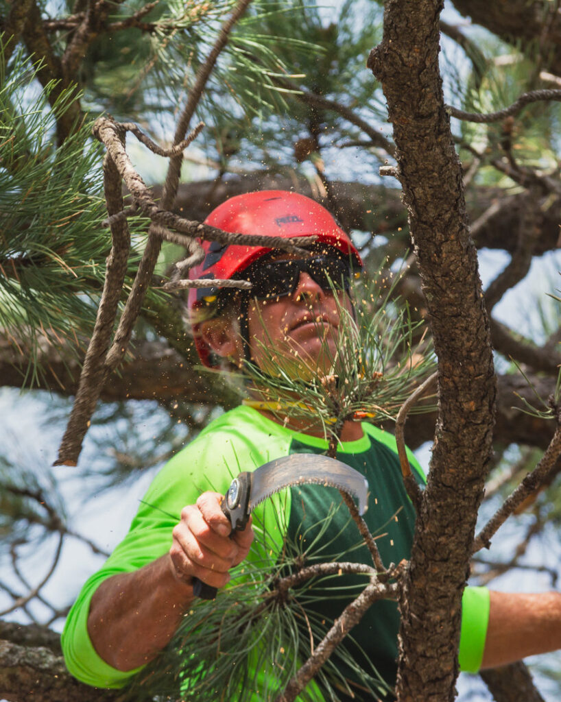 An arborist pruning a pine tree branch with a hand saw, demonstrating services by Front Range Arborists in Colorado Springs, CO.