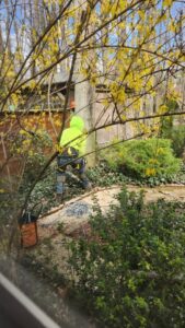 An arborist in safety gear pruning shrubs and small trees in a dense garden by Ecotree Services LLC in Lorain, OH.