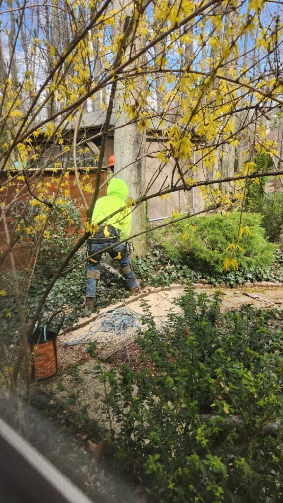 An arborist in safety gear pruning shrubs and small trees in a dense garden by Ecotree Services LLC in Lorain, OH.