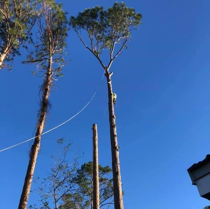 An arborist high in a tall pine tree, performing pruning services for Climbing High Tree Specialists, LLC in Biloxi, MS.