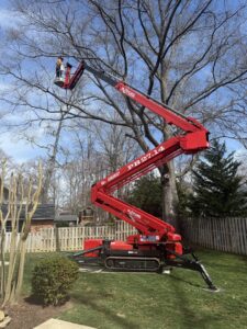 An arborist in an aerial lift pruning branches from a tall tree, performed by Absolute Tree, Inc. in Alexandria, VA.