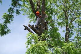 An arborist in an orange hard hat pruning tree branches for Top Tree Service Company in Decatur, GA.