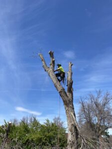 An arborist high in a tree, expertly pruning branches as part of a tree service by Treeincarnation MT in Helena, MT.