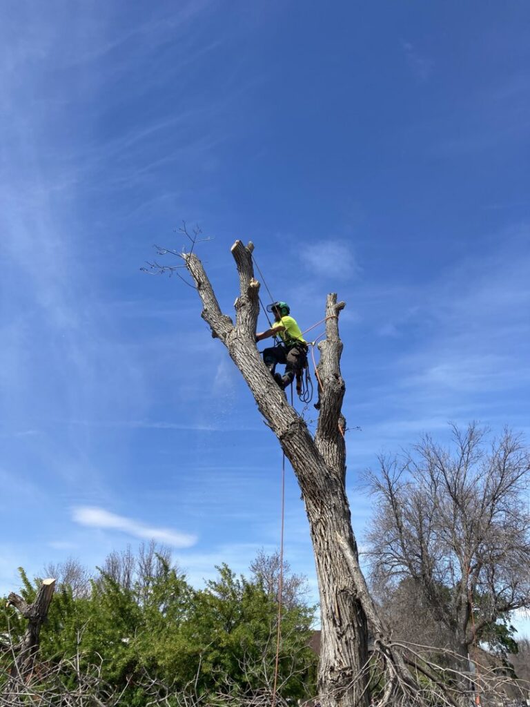 An arborist high in a tree, expertly pruning branches as part of a tree service by Treeincarnation MT in Helena, MT.
