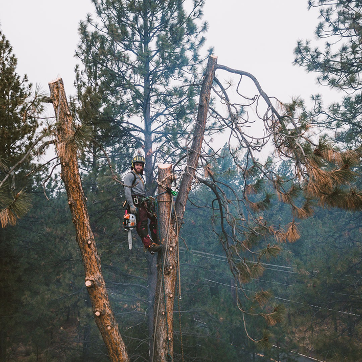 An arborist in safety gear pruning a large tree with a chainsaw for Cascade Tree Works in Bend, OR