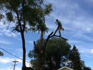 An arborist safely pruning a tree with a chainsaw for Tree Medicine Tree Service in Denver, CO.