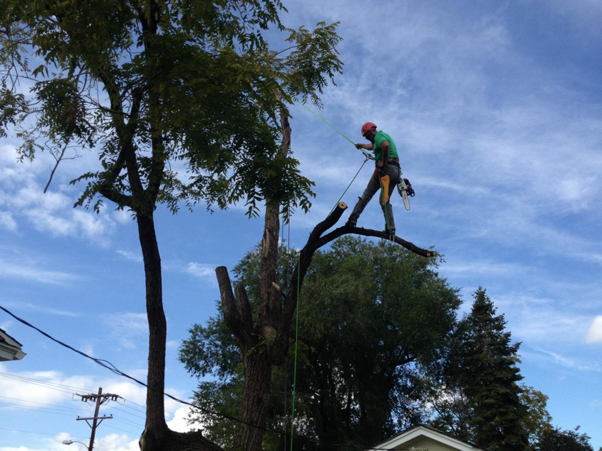 An arborist safely pruning a tree with a chainsaw for Tree Medicine Tree Service in Denver, CO.