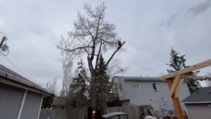 An arborist in safety gear pruning tree branches with a hand saw for Boreal Tree Care in Anchorage, AK.